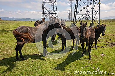 Pico Gallo, Tineo, Asturias, Spain. Herd of wild ponies called `Asturcones` resting beside huge electric posts on a green meadow. Stock Photo