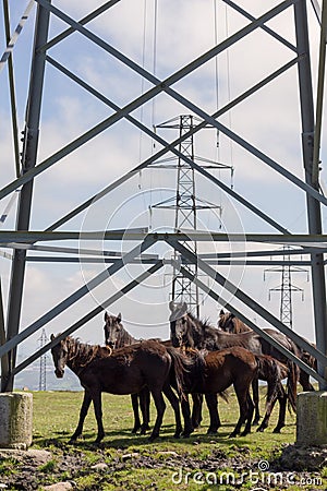 Pico Gallo, Tineo, Asturias, Spain. Herd of wild ponies called `Asturcones` resting beside huge electric posts and looking at came Stock Photo