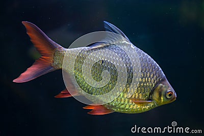 Tinfoil barb (Barbonymus schwanenfeldii). Stock Photo