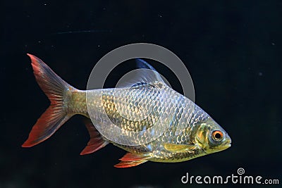 Tinfoil barb Stock Photo