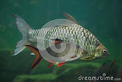 Tinfoil barb and the yellow eyed silver barb. Stock Photo