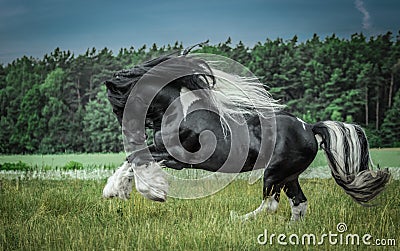 Beautiful tinker stallion , Gypsy Cob, Stock Photo