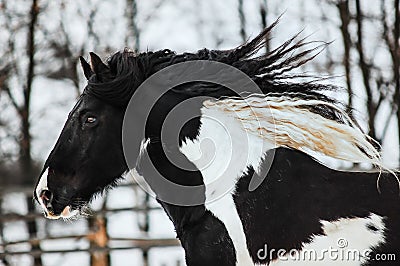 Tinker horse Stock Photo