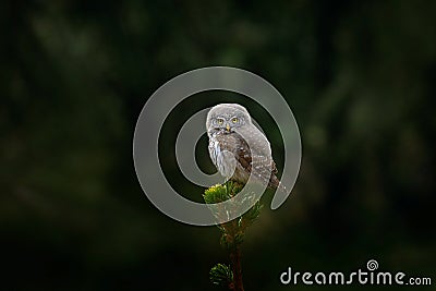 Tinny bird Eurasian Pygmy Owl, sitting on spruce tree trunk with clear dark green forest background, in the nature habitat, Czech. Stock Photo