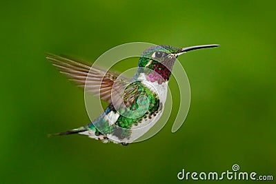 Tinny hummingbird. White-bellied Woodstar, hummingbird with clear green background. Bird from Tandayapa. Hummingbird from Stock Photo