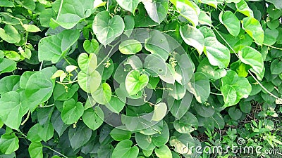 Tinospora cordifolia amritavalli giloy creeper beautiful plant Stock Photo