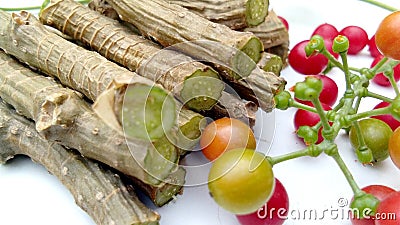 Tinospora cordifolia branches fruits Stock Photo