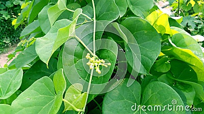 Tinospora cordifolia amritavalli plants leave flowers Stock Photo