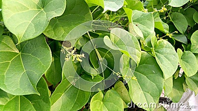 Tinospora cordifolia amritavalli giloy creeper plant Stock Photo