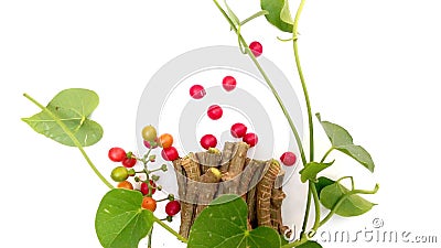 Tinospora cordifolia giloy amritavalli branches Stock Photo