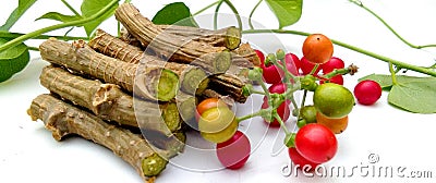 Tinospora cordifolia giloy fruits closeup Stock Photo