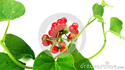 Tinospora cordifolia giloy fruits and leaves close up Stock Photo