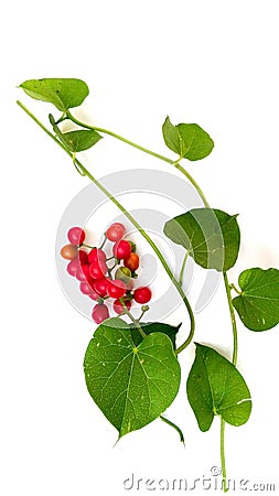 Tinospora cordifolia giloy fruits Stock Photo