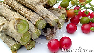 Tinospora cordifolia giloy ripe fruits leaves Stock Photo