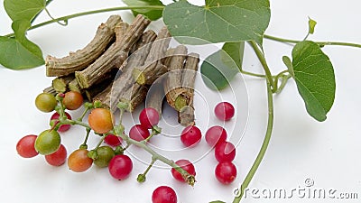 Tinospora cordifolia guduchi branches fruits leave close up Stock Photo