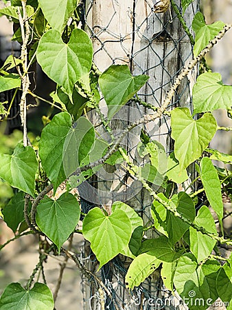 Tinospora cordifolia or Heart-leaved moonseed. Stock Photo