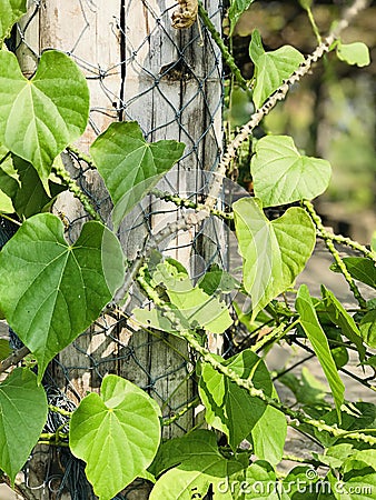 Tinospora cordifolia or Heart-leaved moonseed. Stock Photo