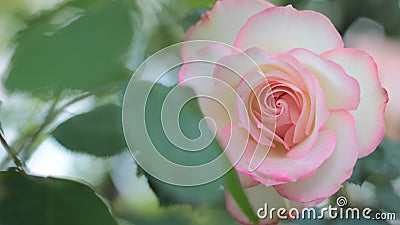 Tinted pink rose flower in the garden Stock Photo