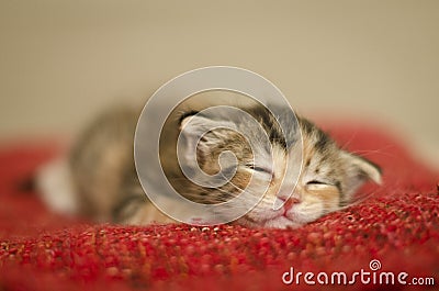 Tiny baby cat sleeping on a red blanket Stock Photo