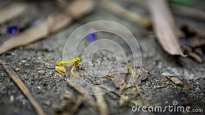 Tiny baby frog rest on edge of pond. Asian Taipei Hyla Chinensis tadpole sitting Stock Photo
