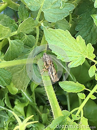 Tiny baby frog on tomato plant Stock Photo