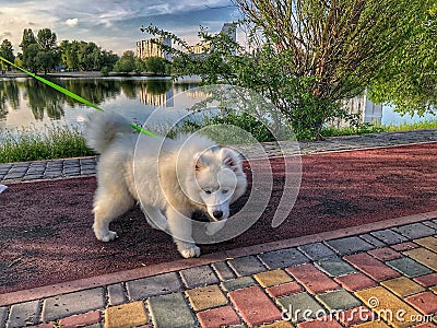 Tiny bear Stock Photo