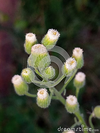 Tiny beautiful flowers Stock Photo