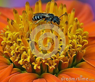 Tiny bee on Mexican Sunflower Stock Photo