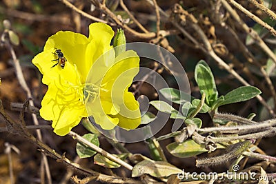 Tiny Bee on a Yellow Primrose Oenothera Drummondii Flower Stock Photo