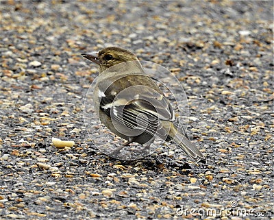 A tiny bird with closed brown beak sitting on ground Stock Photo