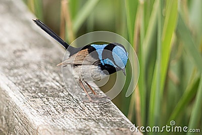 Superb Fairy Wren in Australia Stock Photo