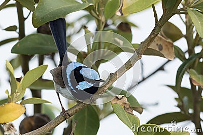 Superb Fairy Wren in Australia Stock Photo