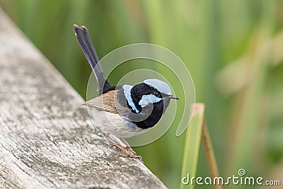 Superb Fairy Wren in Australia Stock Photo