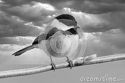 Small bird Chickadee Perched Branch Dramatic Black White sky Stock Photo