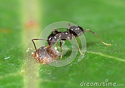 Tiny Black Garden Ant with Scale Insect on Green Leaf Stock Photo