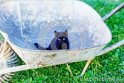 tiny black kitty playing with garden wheelbarrow. Stock Photo