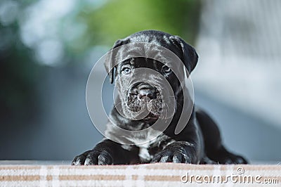 Tiny black puppy on a blurred background Stock Photo