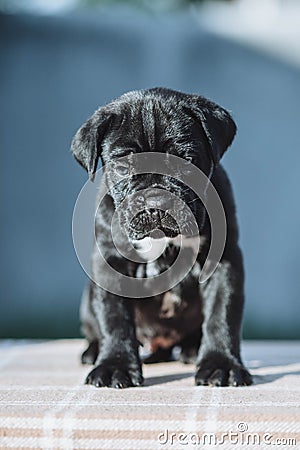 Tiny black puppy on a blurred background Stock Photo