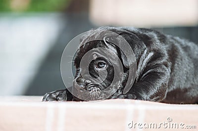 Tiny black puppy on a blurred background Stock Photo