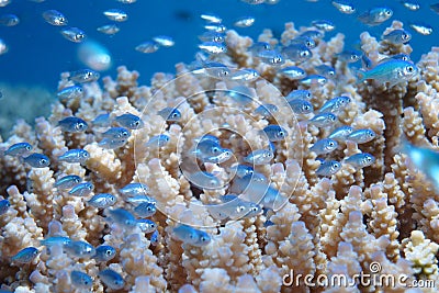 Tiny blue fishes in the coral reef Stock Photo