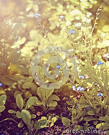 Tiny blue flowers Stock Photo