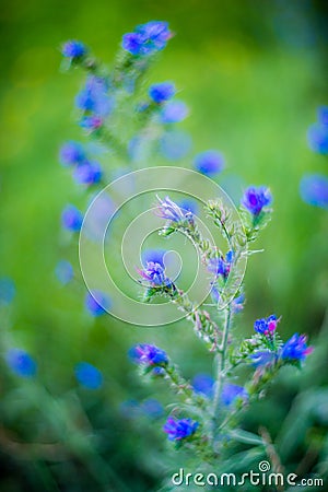 Tiny blue forest flowers Stock Photo