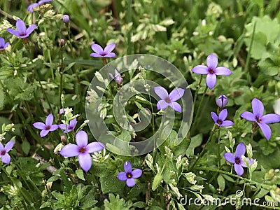 Tiny Bluet Wildflowers - Houstonia pusilla and Chickweed - Stellaria media Stock Photo