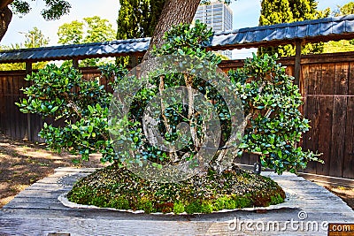 Tiny bonsai forest in single pot with multiple trees in front of dark wooden fence Stock Photo