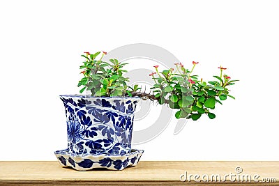 Tiny bonsai with red flowers in blue porcelain on wooden tabletop Stock Photo
