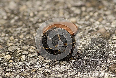 Tiny Box Turtle Stock Photo