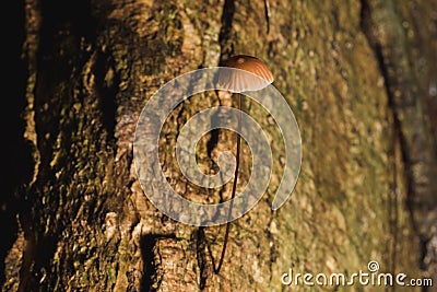 Tiny brown mushrooms on the stem bark Stock Photo