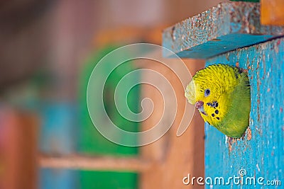 Tiny Budgie parrot face or Parakeet outside the wooden house Stock Photo