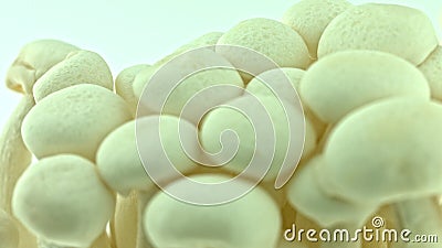 Bunapi shimeji mushrooms stock footage. Video of copy - 172011638