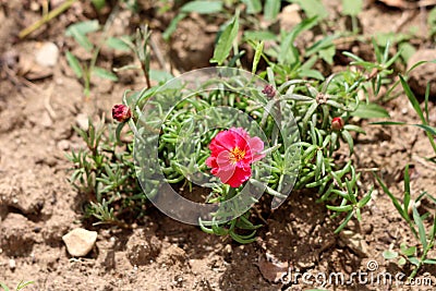 Tiny bush like Moss rose or Portulaca grandiflora fast growing annual plant with open blooming pink flower and closed flower buds Stock Photo